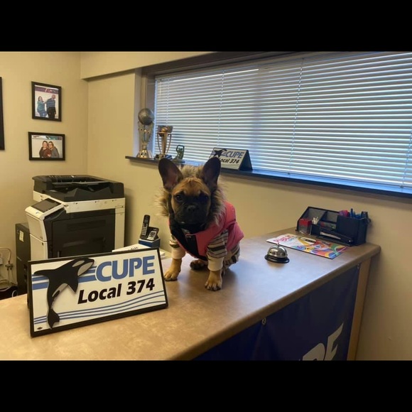 Dog Jacket - Picture 6 of 6